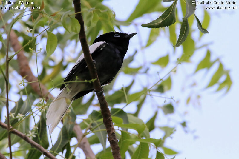 Tchitrec d'Afrique mâle adulte, identification, habitat