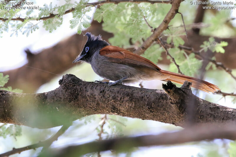 Tchitrec d'Afrique femelle adulte, identification, habitat