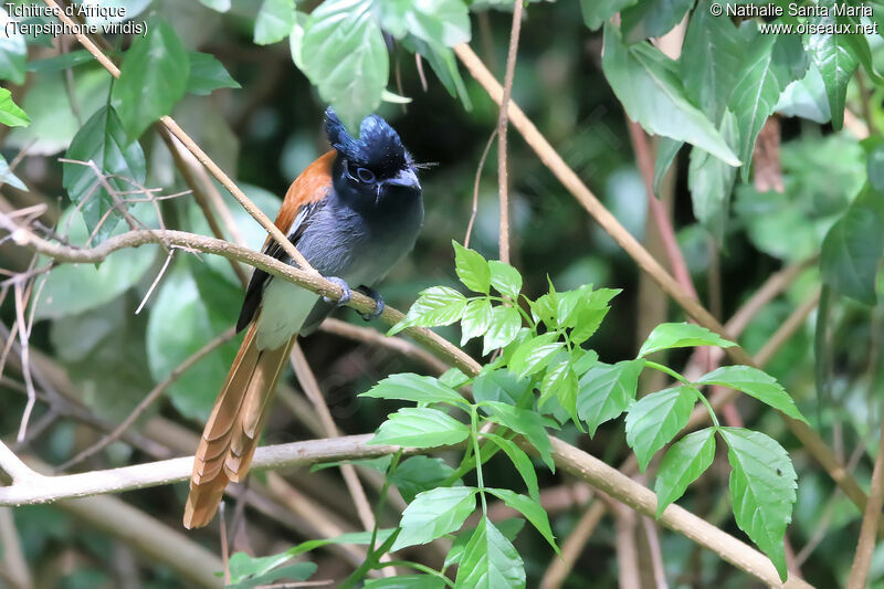 Tchitrec d'Afrique mâle, identification, habitat