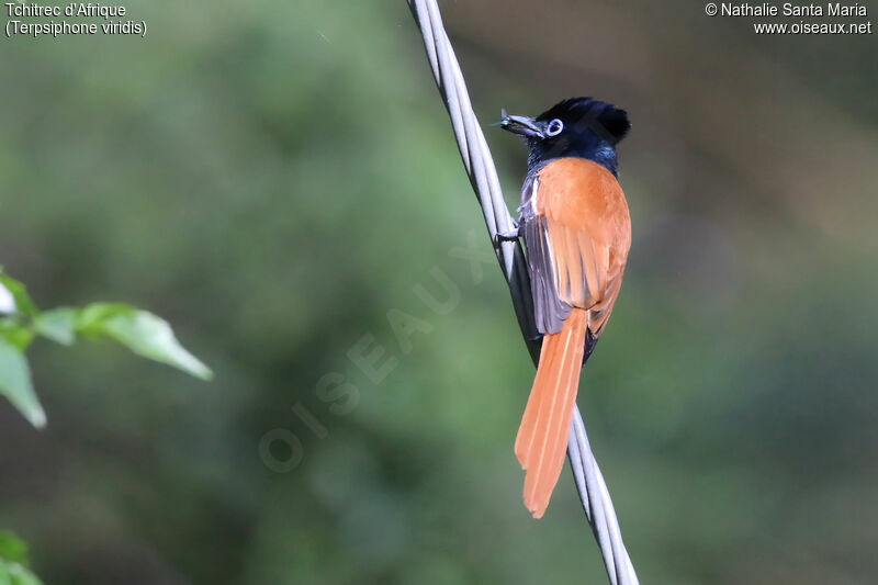 African Paradise Flycatcheradult, identification, feeding habits