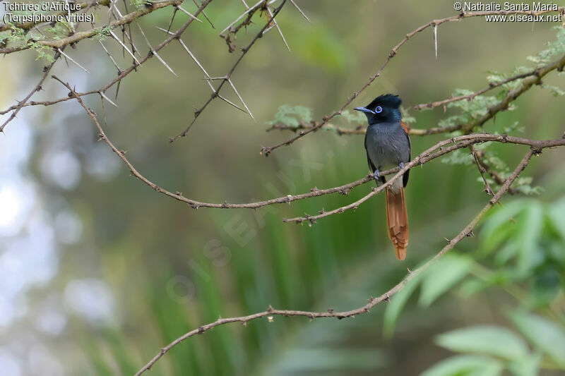 Tchitrec d'Afrique femelle adulte, identification, habitat