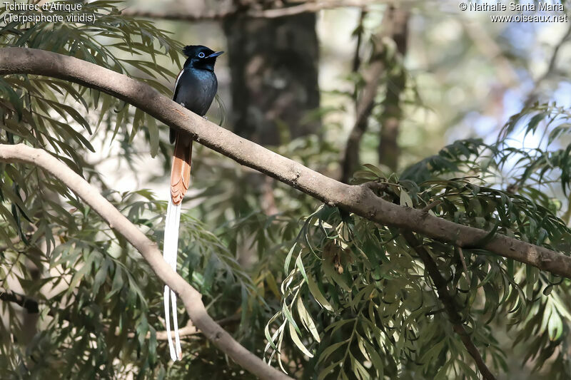 Tchitrec d'Afrique mâle adulte nuptial, identification, habitat