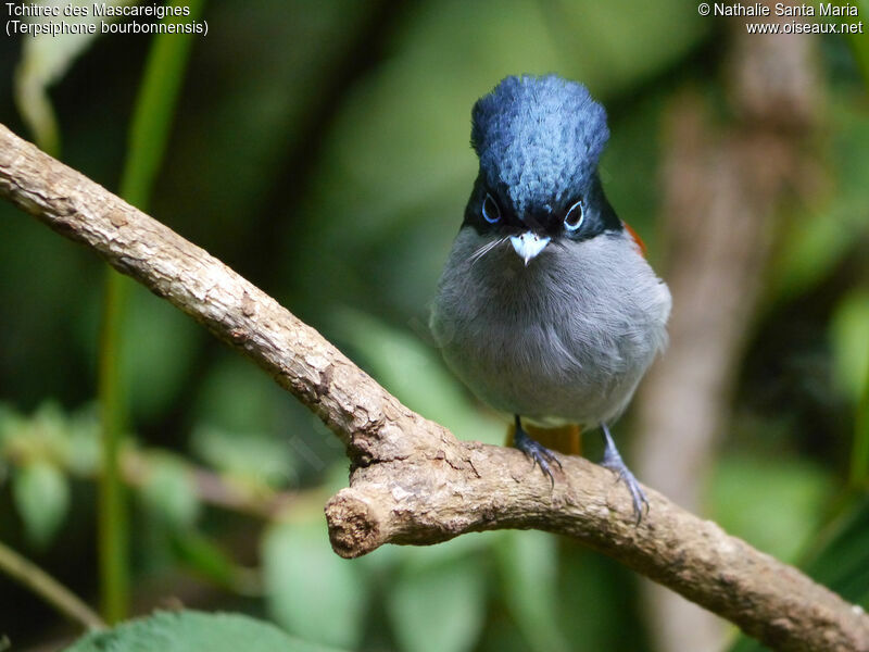 Mascarene Paradise Flycatcher male adult breeding, identification, Behaviour