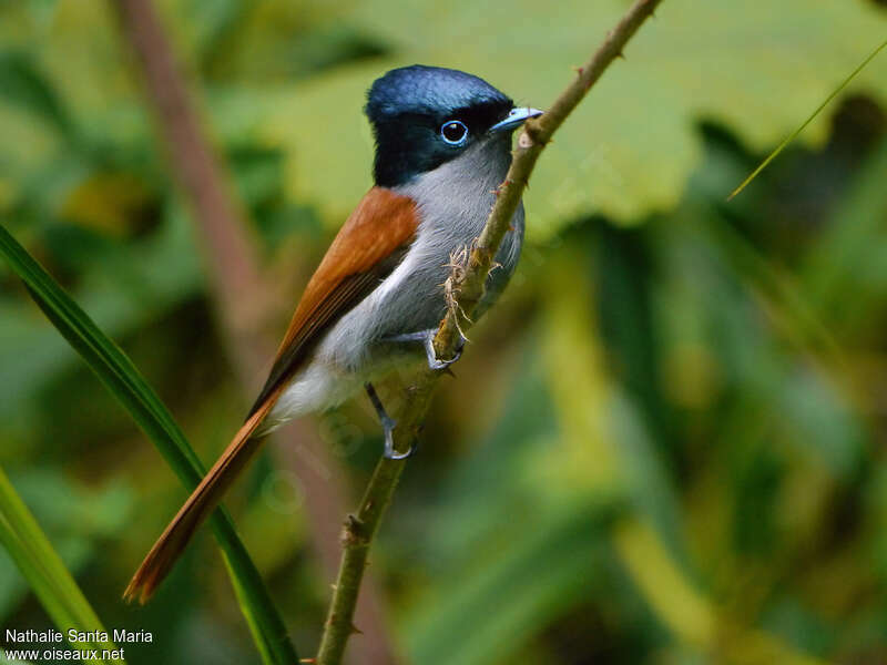 Mascarene Paradise Flycatcher male adult breeding, identification