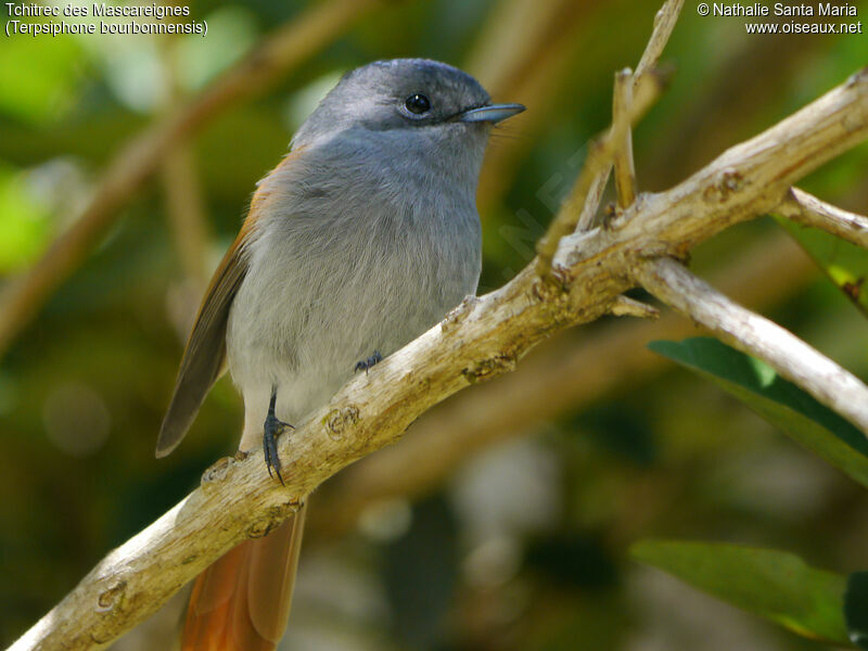 Mascarene Paradise Flycatcher female adult breeding, identification, Behaviour