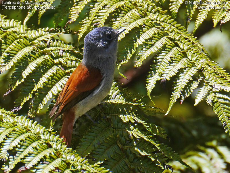 Mascarene Paradise Flycatcher female adult breeding, identification, aspect, fishing/hunting, Behaviour