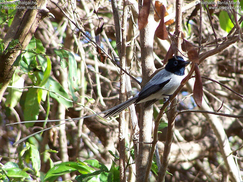 Tchitrec malgache mâle adulte nuptial, identification, Nidification