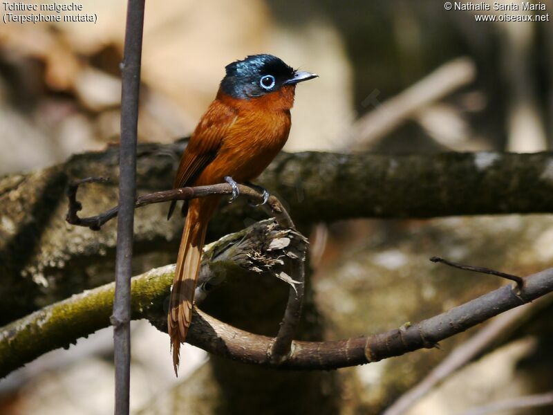 Malagasy Paradise Flycatcher female adult breeding, identification