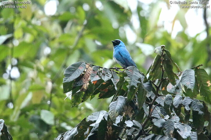 Swallow Tanager male adult, identification