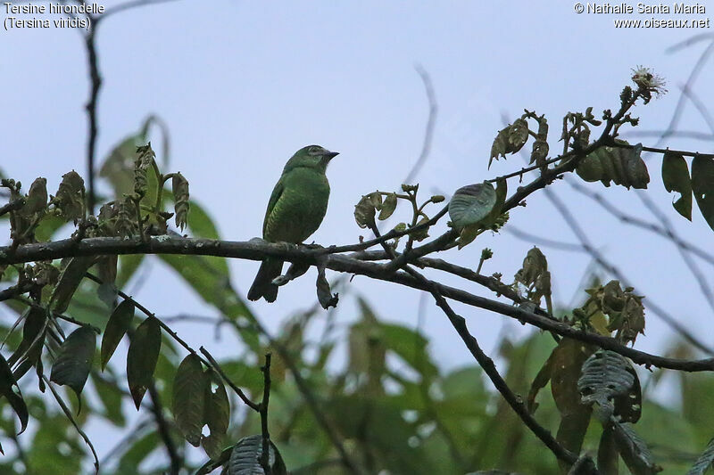 Tersine hirondelle femelle adulte, identification