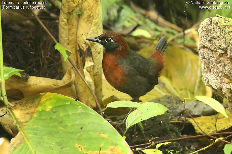 Rufous-breasted Antthrushadult, identification, walking