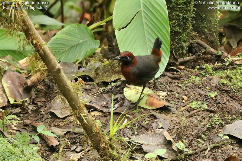 Rufous-breasted Antthrushadult, identification, walking