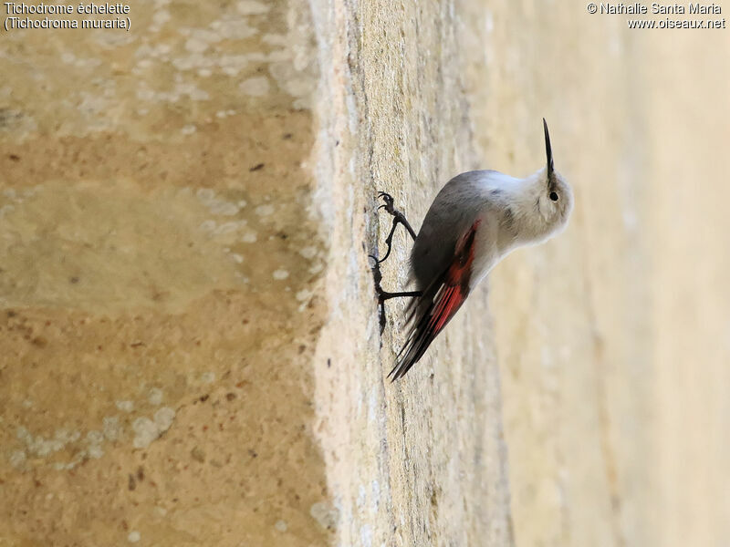 Wallcreeperadult post breeding, identification