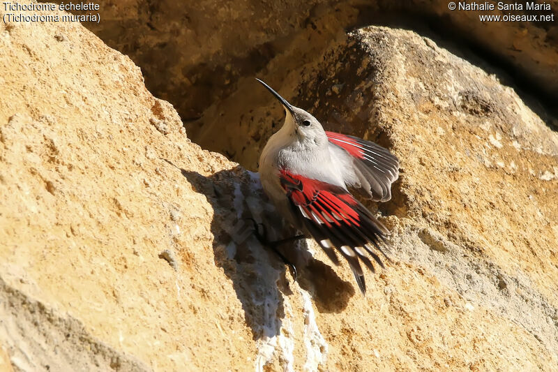 Wallcreeper, identification, Behaviour