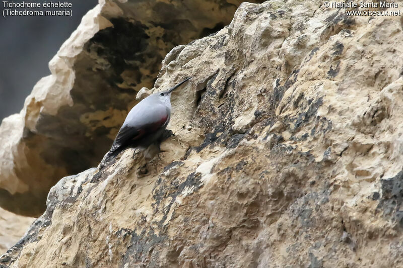 Tichodrome échelette, identification, habitat