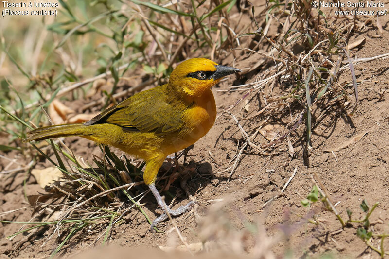 Tisserin à lunettes femelle adulte, identification, habitat, Comportement