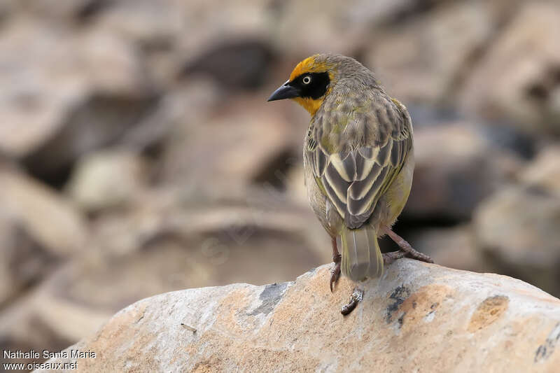 Tisserin baglafecht mâle adulte, identification