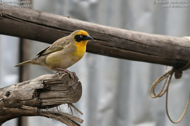 Baglafecht Weaver male adult