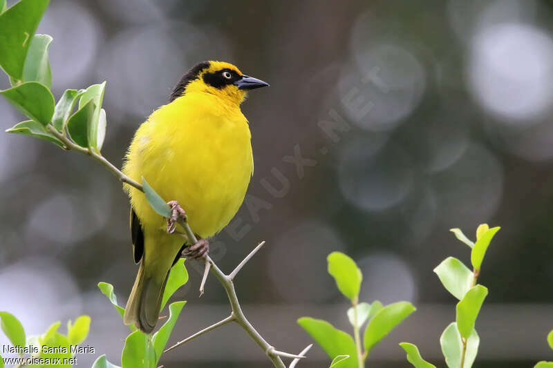 Baglafecht Weaver male adult breeding, close-up portrait