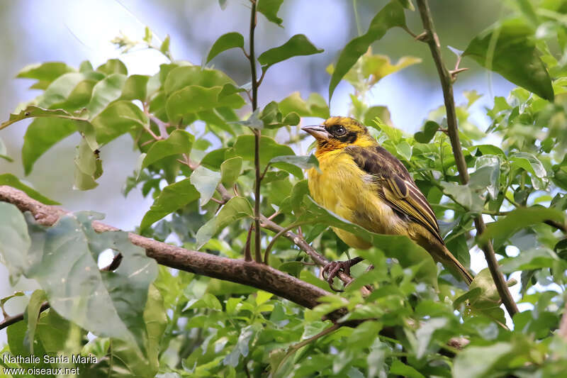 Tisserin baglafecht mâle immature, identification