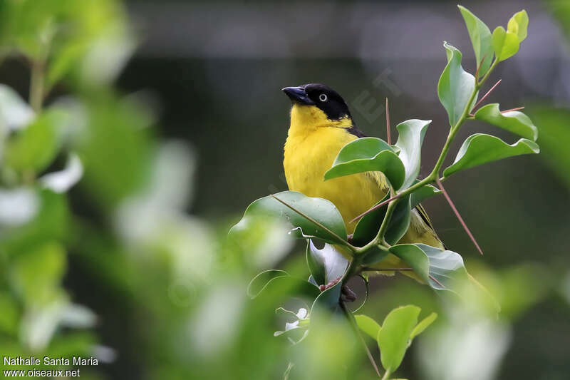 Baglafecht Weaver female adult, close-up portrait