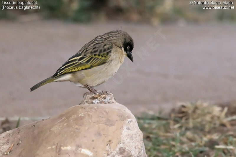 Baglafecht Weaver female adult post breeding, identification