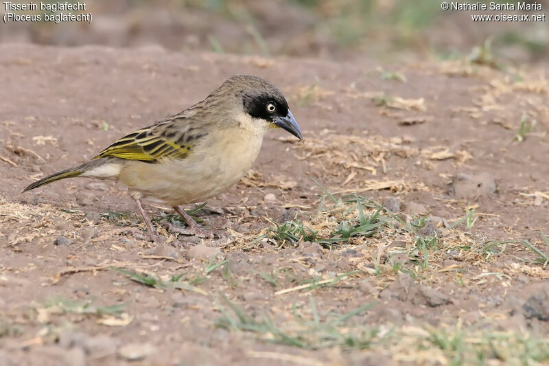 Baglafecht Weaver female adult post breeding, identification, habitat