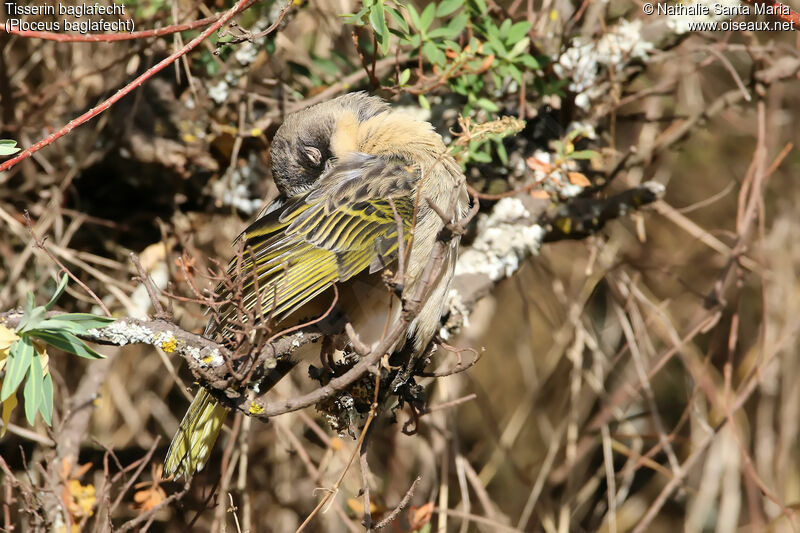 Baglafecht Weaveradult post breeding, identification, care