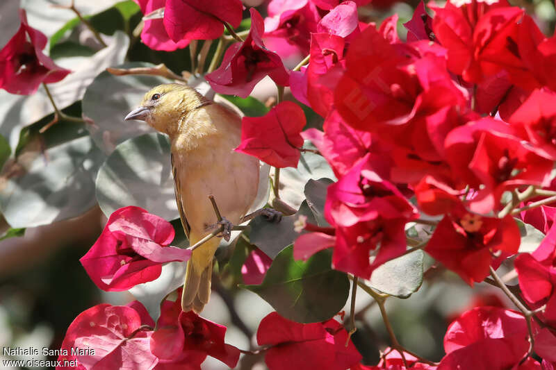 Rüppell's Weaver male Second year, pigmentation