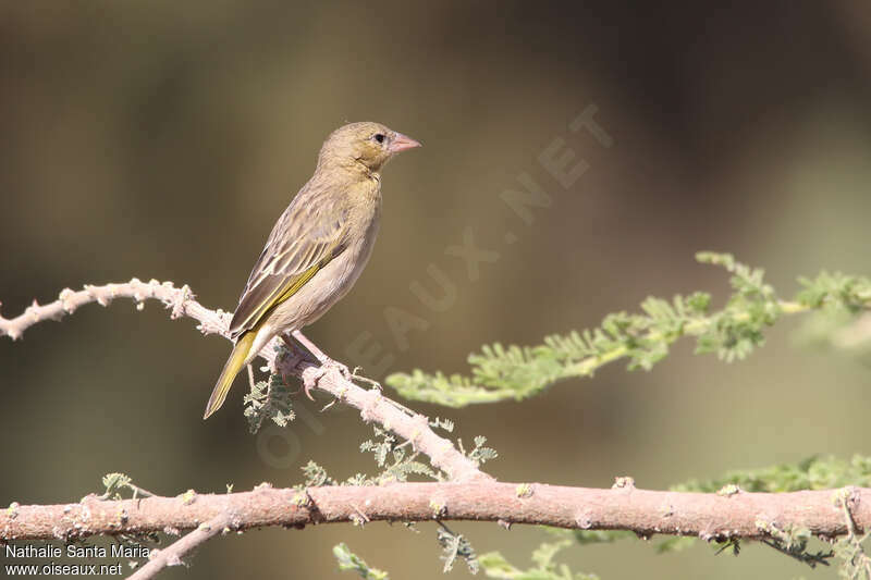 Tisserin de Rüppell femelle adulte, identification