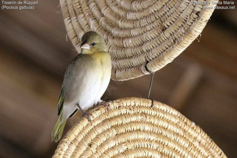 Rüppell's Weaver