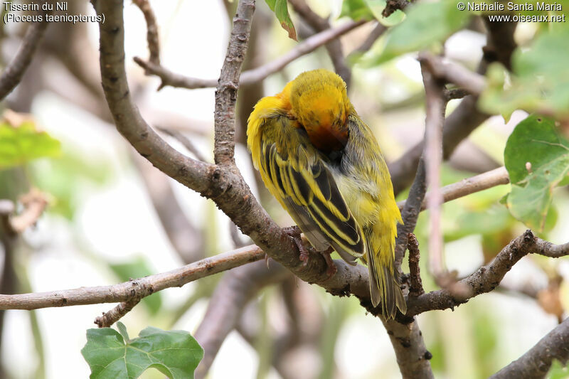 Northern Masked Weaver male adult breeding, habitat, care