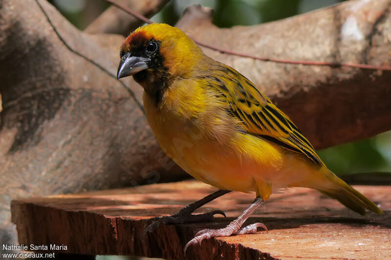 Northern Masked Weaver male adult breeding, close-up portrait