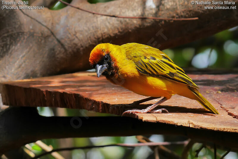 Northern Masked Weaver male adult breeding, identification, Behaviour