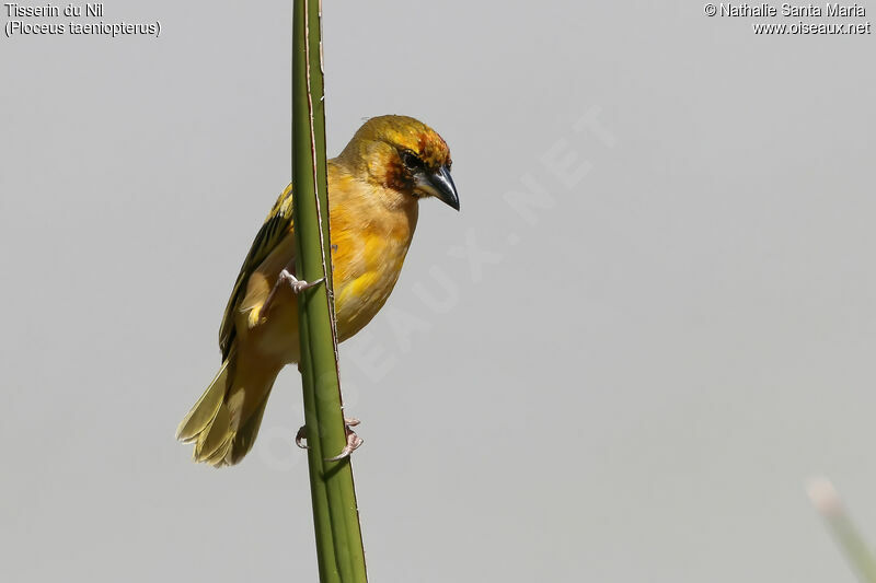 Northern Masked Weaver male immature, identification