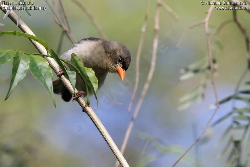 Tisserin écarlate femelle adulte, identification, habitat