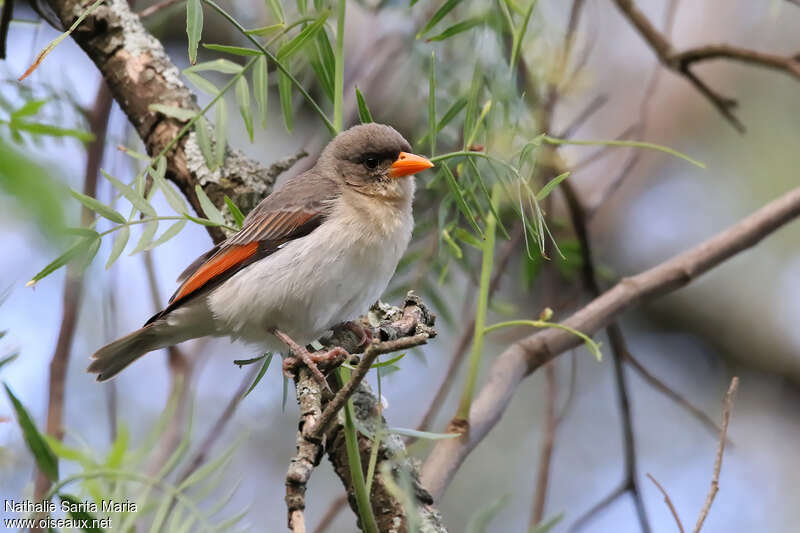 Tisserin écarlate femelle adulte, identification