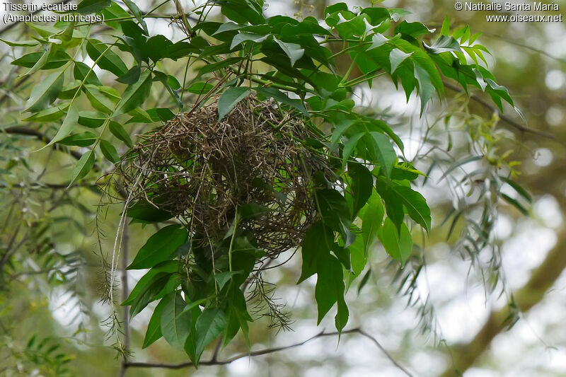 Red-headed Weaver