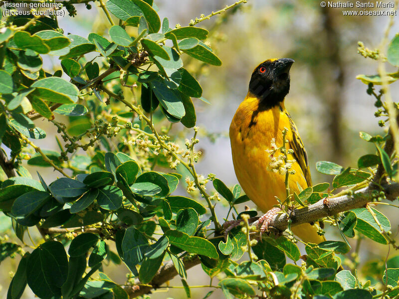 Village Weaver male adult breeding, identification, Behaviour