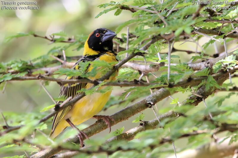 Village Weaver male adult, identification, habitat