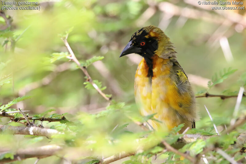 Village Weaver male adult transition, identification, habitat