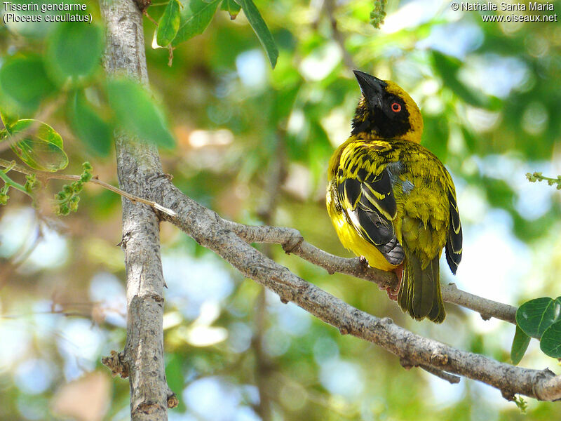 Village Weaver male adult breeding, identification, Behaviour