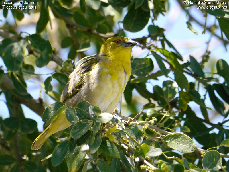 Tisserin gendarme femelle adulte nuptial, identification, habitat, Comportement