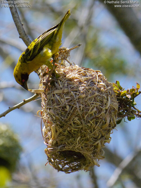 Village Weaver male adult breeding, identification, Reproduction-nesting, Behaviour