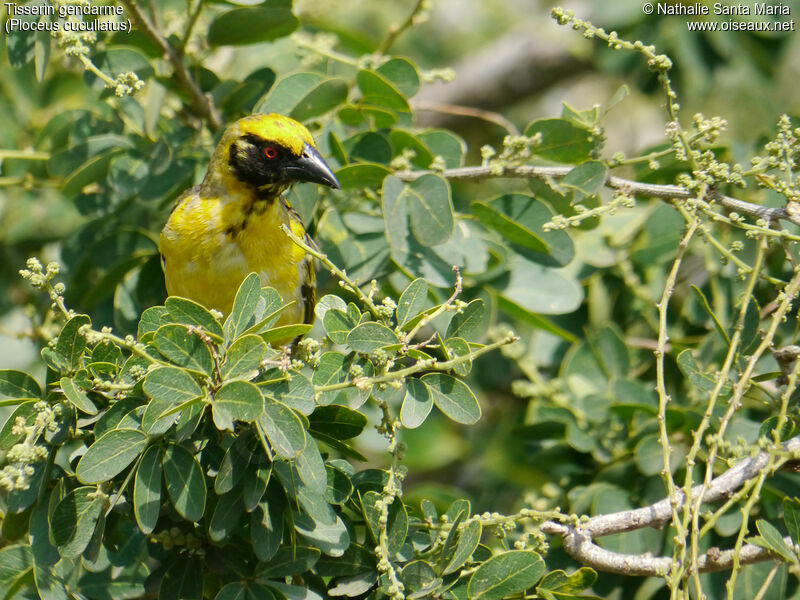 Tisserin gendarme mâle adulte nuptial, identification, habitat, Comportement