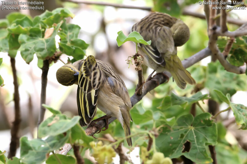 Lesser Masked Weaver female adult, habitat, care