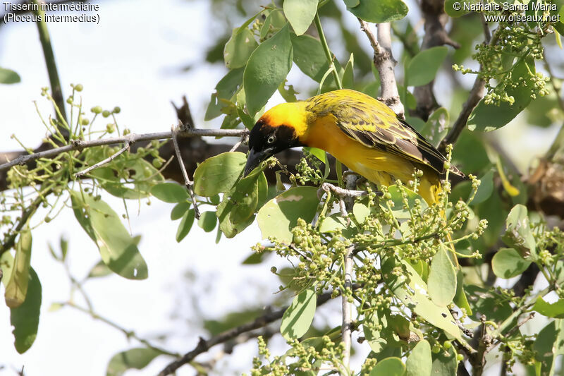 Lesser Masked Weaver male adult breeding, habitat