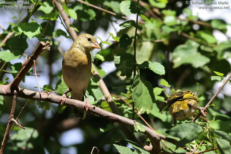 Little Weaver, identification, habitat