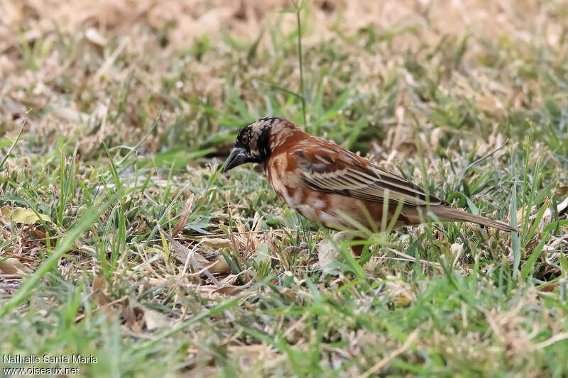 Chestnut Weaver male adult transition, identification