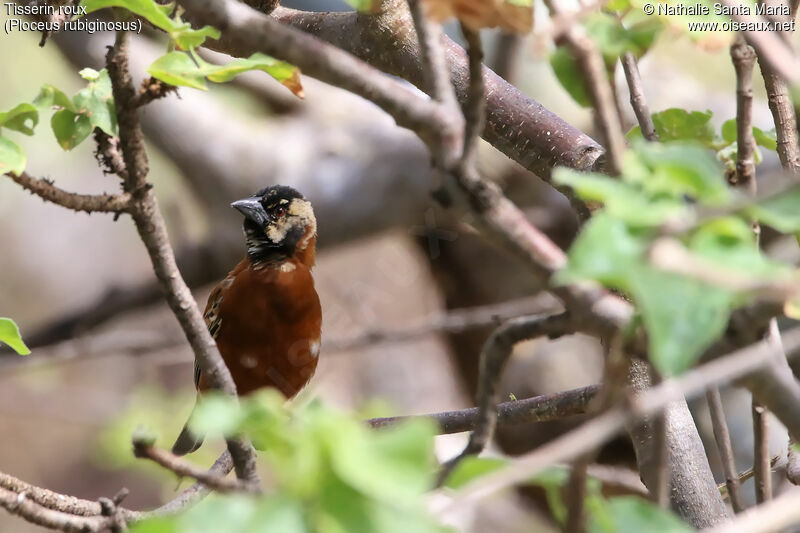 Tisserin roux mâle transition, identification, habitat